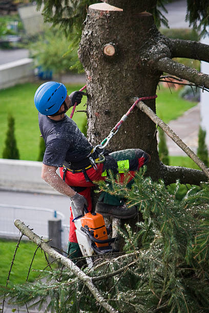 Best Emergency Tree Removal  in Woodburn, OR